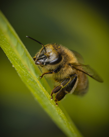View of a honey bee covered in pollen resting on a green leaf in Tauranga Bay of Plenty Region New Zealand. View of a honey bee covered in pollen resting on a green leaf in Tauranga Bay of Plenty Region New Zealand.