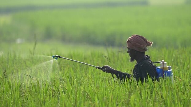 View of a farmer spraying pesticides in a green field Bangladesh.