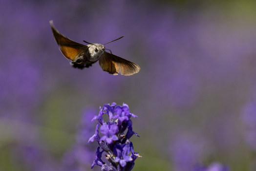 View of a hummingbird hawk moth hovering in flight over a purple lavender flower in a garden Wittenheim Grand Est France.