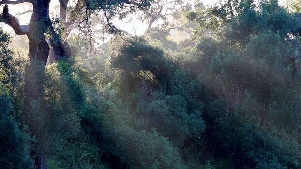 View of sunlight rays through Kruger National Park South Africa.