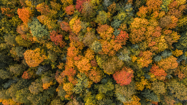 Aerial view of vibrant autumn forest with a dense canopy of orange yellow red and green trees in the Gauja Valley in Sigulda Sigulda Municipality Latvia. Aerial view of vibrant autumn forest with a dense canopy of orange yellow red and green trees in the Gauja Valley in Sigulda Sigulda Municipality Latvia.