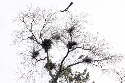View of grey herons nesting in a bare tree with one bird flying against a white sky in Mulhouse Grand Est France.