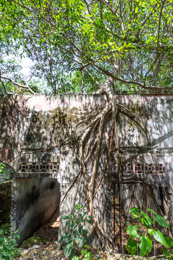 View of building ruins in Armero where tree roots grow over weathered concrete walls reclaiming the site destroyed by the Nevado del Ruiz eruption Armero Tolima Colombia.