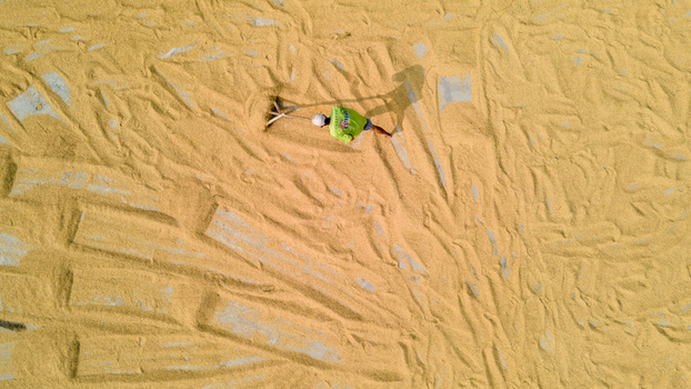 Aerial view of a farmer spreading golden rice grains on a drying floor with a rake creating textured patterns under bright sunlight Baturaden Central Java Indonesia.