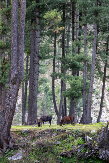 View of horses grazing in the lush green forest of Kumrat Valley with tall pine trees in the background Kumrat Valley Khyber Pakhtunkhwa Pakistan. View of horses grazing in the lush green forest of Kumrat Valley with tall pine trees in the background Kumrat Valley Khyber Pakhtunkhwa Pakistan.