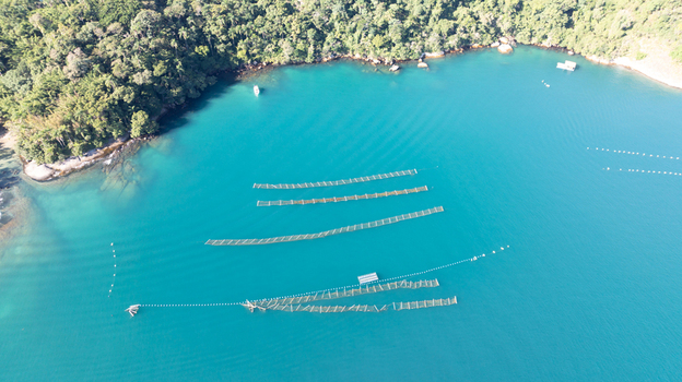 Aerial view of an oyster farm with floating nets in the turquoise waters of the bay surrounded by lush green coastal hills in Angra dos Reis Rio de Janeiro Brazil.