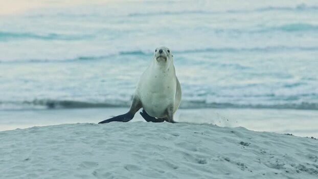 View of a sea lion on a sandy beach New Zealand. View of a sea lion on a sandy beach New Zealand.