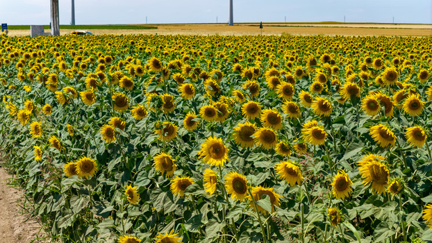 Aerial view of a vibrant sunflower field in full bloom under a clear blue sky with wind turbines in the distance in Tulcea Tulcea Romania. Aerial view of a vibrant sunflower field in full bloom under a clear blue sky with wind turbines in the distance in Tulcea Tulcea Romania.