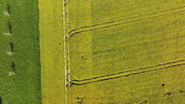 Aerial view of yellow rapeseed fields and green meadows in Germany. Aerial view of yellow rapeseed fields and green meadows in Germany.