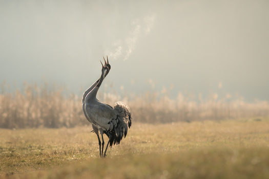 View of two common cranes calling in a misty field with visible breath in the cold morning air in Debrzno Pomeranian Voivodeship Poland. View of two common cranes calling in a misty field with visible breath in the cold morning air in Debrzno Pomeranian Voivodeship Poland.