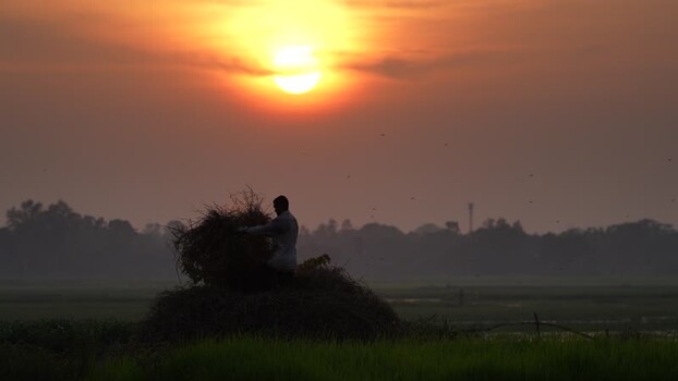 View of a farmer working in a field at sunset in Bangladesh. View of a farmer working in a field at sunset in Bangladesh.