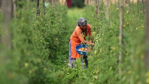 View of a woman harvesting tomatoes in a green field Nepal. View of a woman harvesting tomatoes in a green field Nepal.