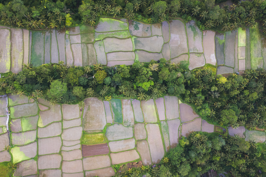 Aerial view of Tegalalang Rice Terrace with lush palm trees and water filled paddies in Tegalalang Bali Indonesia. Aerial view of Tegalalang Rice Terrace with lush palm trees and water filled paddies in Tegalalang Bali Indonesia.