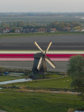 Aerial view of a traditional windmill surrounded by vibrant tulip fields green meadows and a small canal in the Netherlands. Aerial view of a traditional windmill surrounded by vibrant tulip fields green meadows and a small canal in the Netherlands.