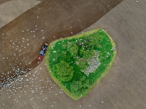 Aerial view of a tractor plowing a field next to a heart shaped green island with trees and a flock of white birds Inveruglass Scotland United Kingdom.