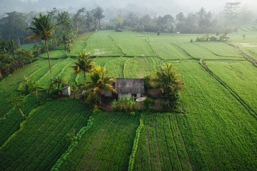 Aerial view of a small house nestled among lush green rice terraces with palm trees and misty hills in the background in Sidemen Bali Indonesia. Aerial view of a small house nestled among lush green rice terraces with palm trees and misty hills in the background in Sidemen Bali Indonesia.