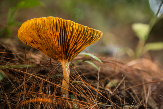 View of a solitary luminous orange mushroom with intricate gills fanned out rising from a textured carpet of dry pine needles Kabupaten Soppeng South Sulawesi Indonesia. View of a solitary luminous orange mushroom with intricate gills fanned out rising from a textured carpet of dry pine needles Kabupaten Soppeng South Sulawesi Indonesia.