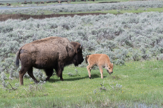 View of an adult American bison and its calf grazing in a grassy meadow with sagebrush in the background at Yellowstone National Park Wyoming United States. View of an adult American bison and its calf grazing in a grassy meadow with sagebrush in the background at Yellowstone National Park Wyoming United States.