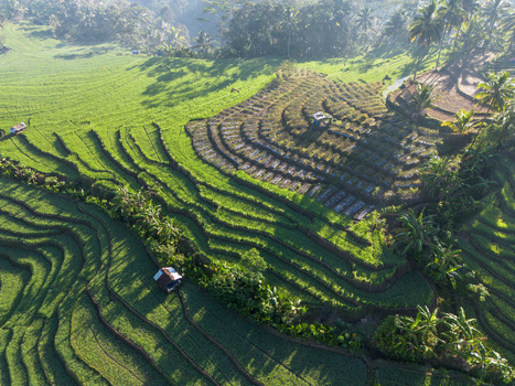 Aerial view of lush green terraced rice fields with small huts and palm trees under soft morning light in Wadaslintang Central Java Indonesia. Aerial view of lush green terraced rice fields with small huts and palm trees under soft morning light in Wadaslintang Central Java Indonesia.