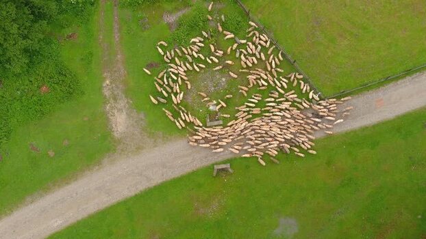 Aerial view of sheep flock in green pasture Romania. Aerial view of sheep flock in green pasture Romania.