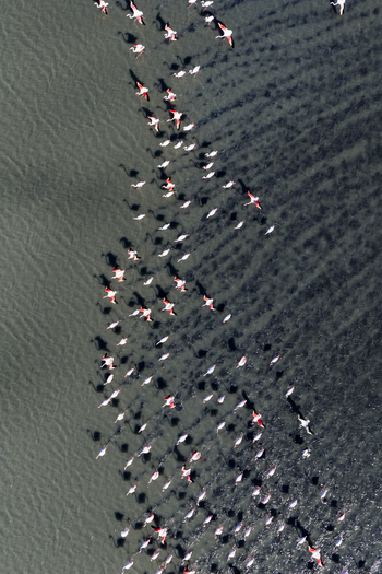 Aerial view of flamingos casting long shadows on the water their pink plumage a vibrant contrast against the dark shimmering surface San Pedro del Pinatar Region of Murcia Spain. Aerial view of flamingos casting long shadows on the water their pink plumage a vibrant contrast against the dark shimmering surface San Pedro del Pinatar Region of Murcia Spain.