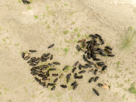 Aerial view of a herd of pigs grazing on dry cracked earth with sparse green vegetation in Bogura Rajshahi Division Bangladesh. Aerial view of a herd of pigs grazing on dry cracked earth with sparse green vegetation in Bogura Rajshahi Division Bangladesh.