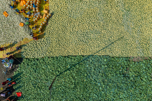 Aerial view of workers harvesting and sorting a large field of green and white cabbages in Bogura Rajshahi Division Bangladesh. Aerial view of workers harvesting and sorting a large field of green and white cabbages in Bogura Rajshahi Division Bangladesh.