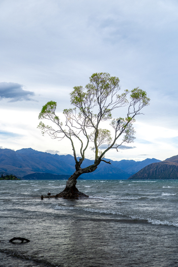 View of solitary tree rising defiantly from the lake s embrace its branches reaching towards a stormy sky Wanaka Tree Otago Region New Zealand. View of solitary tree rising defiantly from the lake s embrace its branches reaching towards a stormy sky Wanaka Tree Otago Region New Zealand.
