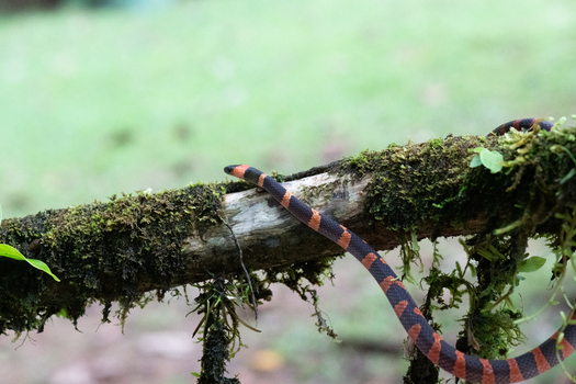View of a coral snake with distinctive red and black bands resting on a mossy tree branch in the rainforest of Costa Rica.