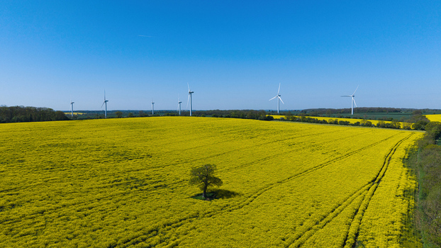Aerial view of the New Albion Wind Farm with wind turbines standing behind a vibrant yellow rapeseed field and a lone tree under a clear blue sky in Rushton England United Kingdom. Aerial view of the New Albion Wind Farm with wind turbines standing behind a vibrant yellow rapeseed field and a lone tree under a clear blue sky in Rushton England United Kingdom.