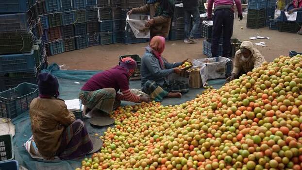 View of workers sorting tomatoes at a market Bangladesh. View of workers sorting tomatoes at a market Bangladesh.