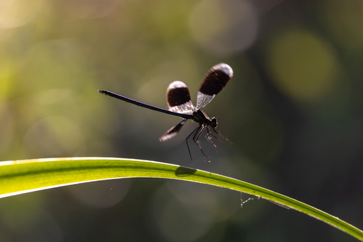 View of a dark winged damselfly perched on a thin green leaf against a soft bokeh background in Wittenheim Grand Est France. View of a dark winged damselfly perched on a thin green leaf against a soft bokeh background in Wittenheim Grand Est France.