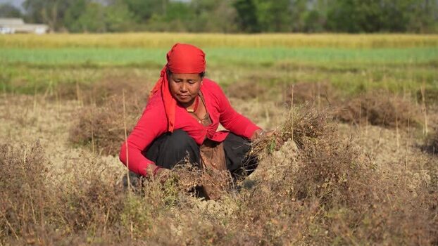 View of a woman harvesting crops in a field Nepal.