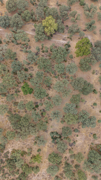 Aerial view of scattered holm oak trees across the dry golden brown dehesa landscape in Navalmoral de la Mata Extremadura Spain.