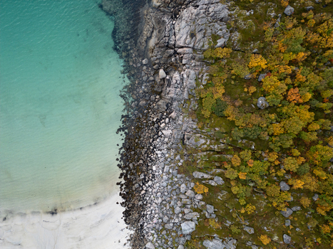 Aerial view of the turquoise waters and white sand of Rorvikstranda beach meeting a rocky coastline with autumn foliage in Henningsvaer Nordland Norway.