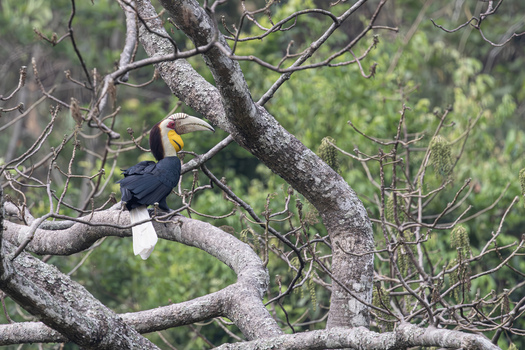 View of a Wreathed Hornbill perched on a thick tree branch amidst the lush green foliage of a tropical forest in Dehong Dai and Jingpo Autonomous Prefecture Yunnan China. View of a Wreathed Hornbill perched on a thick tree branch amidst the lush green foliage of a tropical forest in Dehong Dai and Jingpo Autonomous Prefecture Yunnan China.
