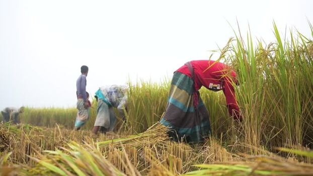 View of farmers harvesting rice in a field in Bogura Bangladesh. View of farmers harvesting rice in a field in Bogura Bangladesh.