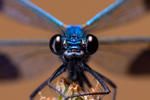 View of a blue damselfly with large black eyes and iridescent wings resting on a plant in Wittenheim Grand Est France.