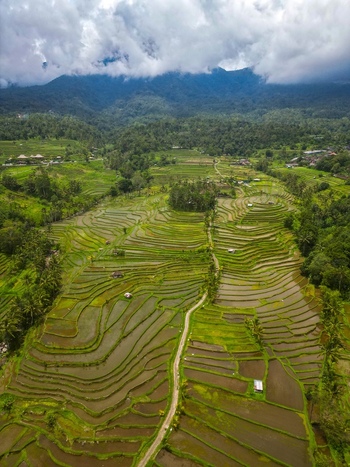 Aerial view of Tegallalang Rice Terrace with lush green terraced paddies winding paths and distant mountains under a cloudy sky in Kecamatan Tegallalang Bali Indonesia.