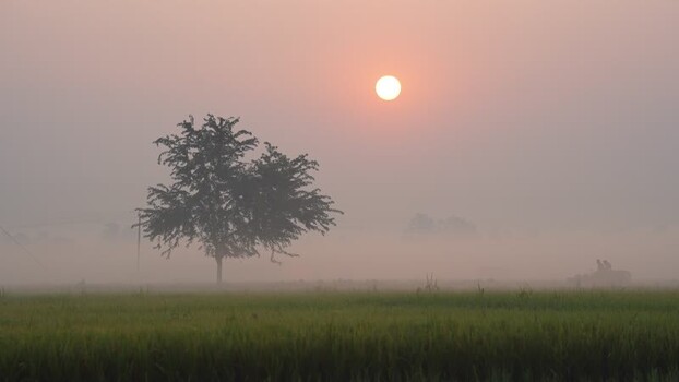 View of a lone tree in a misty field at sunrise Bangladesh. View of a lone tree in a misty field at sunrise Bangladesh.