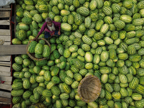 Dhaka Bangladesh 04 April 2026 Aerial view of a sea of vibrant green and yellow watermelons punctuated by the figure of a farmer in a magenta shirt. Dhaka Bangladesh 04 April 2026 Aerial view of a sea of vibrant green and yellow watermelons punctuated by the figure of a farmer in a magenta shirt.