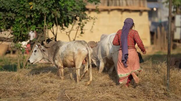 View of a woman leading cows through a field of hay Nepal. View of a woman leading cows through a field of hay Nepal.