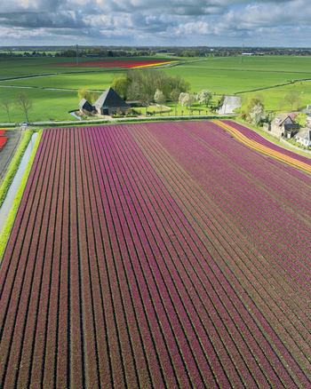 Aerial view of vibrant purple tulip fields and a traditional farmhouse under a cloudy sky in Bobeldijk North Holland Netherlands. Aerial view of vibrant purple tulip fields and a traditional farmhouse under a cloudy sky in Bobeldijk North Holland Netherlands.