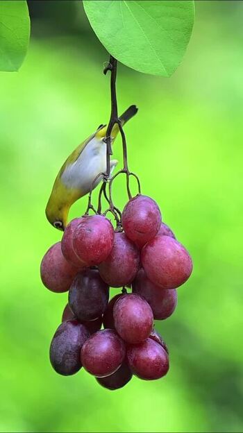 View of a sunbird feeding on grapes India.