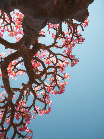 View of blooming desert rose flowers on a gnarled tree branch against a clear blue sky in Socotra Yemen. View of blooming desert rose flowers on a gnarled tree branch against a clear blue sky in Socotra Yemen.