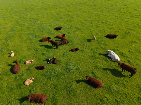 Aerial view of a herd of brown and white cows grazing in a lush green pasture in Lisburn Northern Ireland United Kingdom. Aerial view of a herd of brown and white cows grazing in a lush green pasture in Lisburn Northern Ireland United Kingdom.