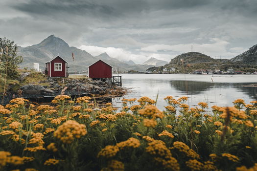 Sund Nordland Norway 04 September 2025 View of red rorbuer cabins on the rocky shoreline of a fjord with yellow wildflowers in the foreground and mountains under a cloudy sky.