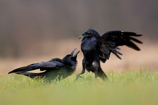 View of two black ravens interacting in a grassy field in Debrzno Pomeranian Voivodeshi Poland. View of two black ravens interacting in a grassy field in Debrzno Pomeranian Voivodeshi Poland.