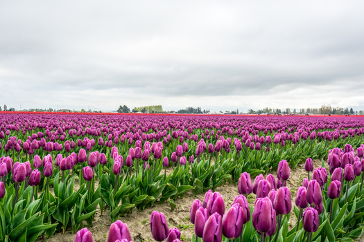 View of vibrant purple tulips blooming in a vast field under a cloudy sky in La Conner Washington United States.