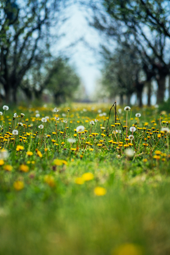 View of a vibrant meadow of dandelions and yellow flowers beneath a canopy of trees creating a pathway of light and shadow Sremska Mitrovica Vojvodina Serbia. View of a vibrant meadow of dandelions and yellow flowers beneath a canopy of trees creating a pathway of light and shadow Sremska Mitrovica Vojvodina Serbia.